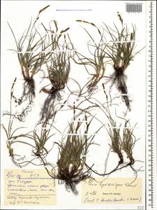 Carex liparocarpos subsp. bordzilowskii (V.I.Krecz.) T.V.Egorova, Caucasus, Stavropol Krai, Karachay-Cherkessia & Kabardino-Balkaria (K1b) (Russia)