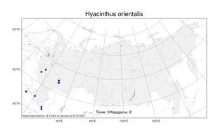 Hyacinthus orientalis L., Atlas of the Russian Flora (FLORUS) (Russia)