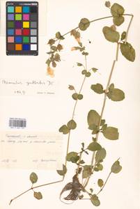 Erythranthe guttata (DC.) G.L.Nesom, Eastern Europe, Moscow region (E4a) (Russia)