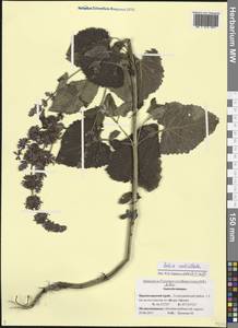 Salvia verticillata L., Caucasus, Black Sea Shore (from Novorossiysk to Adler) (K3) (Russia)