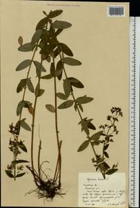 Hypericum hirsutum L., Eastern Europe, Central region (E4) (Russia)