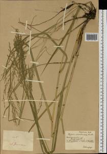 Glyceria arundinacea Kunth, Eastern Europe, South Ukrainian region (E12) (Ukraine)