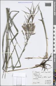 Bromus inermis Leyss., Eastern Europe, Central forest-and-steppe region (E6) (Russia)