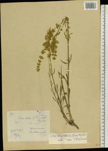 Silene borysthenica (Gruner) Walters, Eastern Europe, Lower Volga region (E9) (Russia)