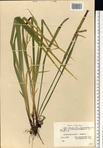 Carex pilosa Scop., Eastern Europe, Belarus (E3a) (Belarus)