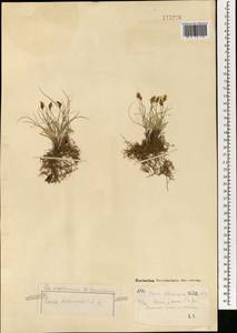 Carex duriuscula C.A.Mey., Mongolia (MONG) (Mongolia)