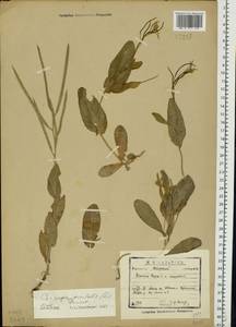 Conringia orientalis (L.) Dumort., Eastern Europe, North-Western region (E2) (Russia)