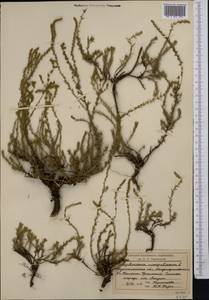 Camphorosma monspeliaca L., Middle Asia, Northern & Central Kazakhstan (M10) (Kazakhstan)