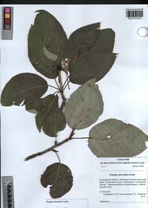 Populus laurifolia Ledeb., Siberia, Altai & Sayany Mountains (S2) (Russia)