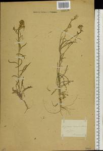 Erysimum leucanthemum (Stephan) B. Fedtsch., Middle Asia, Caspian Ustyurt & Northern Aralia (M8) (Kazakhstan)