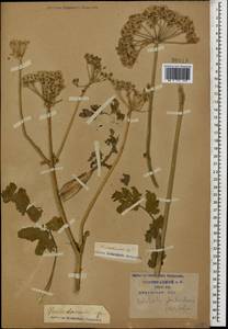 Pastinaca clausii (Ledeb.) Calest., Caucasus, Krasnodar Krai & Adygea (K1a) (Russia)