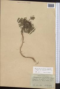 Dimorphosciadium gayoides (Regel & Schmalh.) Pimenov, Middle Asia, Pamir & Pamiro-Alai (M2) (Kyrgyzstan)