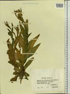 Turritis glabra L., Eastern Europe, Belarus (E3a) (Belarus)