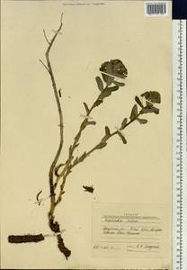 Euphorbia alpina C.A.Mey. ex Ledeb., Siberia, Baikal & Transbaikal region (S4) (Russia)