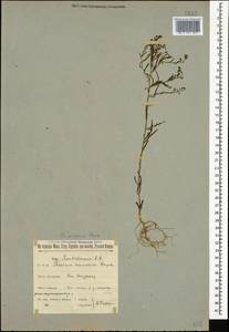 Thesium ramosum Hayne, Caucasus, North Ossetia, Ingushetia & Chechnya (K1c) (Russia)