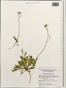 Diplotaxis muralis (L.) DC., Caucasus, Krasnodar Krai & Adygea (K1a) (Russia)