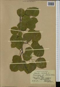 Populus tremula L., Siberia, Baikal & Transbaikal region (S4) (Russia)