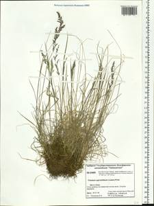 Koeleria subalpestris (Hartm.) Barberá, Quintanar, Soreng & P.M.Peterson, Siberia, Central Siberia (S3) (Russia)