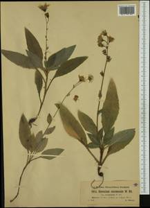 Hieracium racemosum Waldst. & Kit. ex Willd., Western Europe (EUR) (Czech Republic)