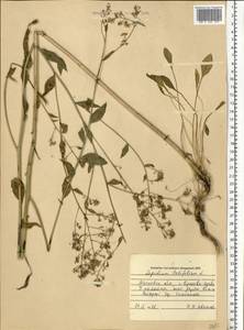 Lepidium latifolium L., Eastern Europe, Moscow region (E4a) (Russia)