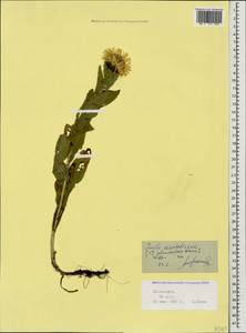 Pentanema orientale (Lam.) D. Gut. Larr., Santos-Vicente, Anderb., E. Rico & M. M. Mart. Ort., Caucasus, Stavropol Krai, Karachay-Cherkessia & Kabardino-Balkaria (K1b) (Russia)