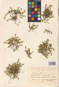 Herniaria glabra L., Eastern Europe, Western region (E3) (Russia)