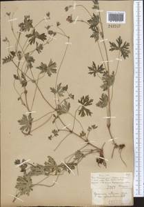 Geranium collinum Stephan ex Willd., Middle Asia, Muyunkumy, Balkhash & Betpak-Dala (M9) (Kazakhstan)