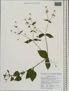 Stellaria nemorum L., Eastern Europe, Northern region (E1) (Russia)