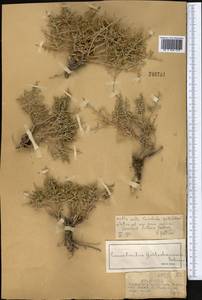 Convolvulus fruticosus Pall., Middle Asia, Muyunkumy, Balkhash & Betpak-Dala (M9) (Kazakhstan)