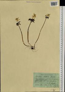 Eranthis stellata Maxim., Siberia, Russian Far East (S6) (Russia)