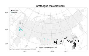 Crataegus maximowiczii C. K. Schneid., Atlas of the Russian Flora (FLORUS) (Russia)