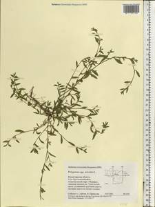 Polygonum aviculare L., Eastern Europe, Central region (E4) (Russia)