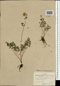 Thalictrum petaloideum L., Mongolia (MONG) (Mongolia)