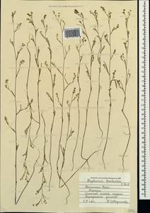 Bupleurum brachiatum C. Koch ex Boiss., Crimea (KRYM) (Russia)