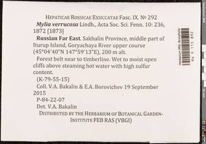 Mylia verrucosa Lindb., Bryophytes, Bryophytes - Russian Far East (excl. Chukotka & Kamchatka) (B20) (Russia)