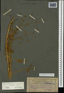 Gypsophila pilosa Huds., Caucasus, Azerbaijan (K6) (Azerbaijan)