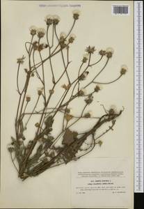 Crepis foetida subsp. rhoeadifolia (M. Bieb.) Celak., Western Europe (EUR) (Czech Republic)