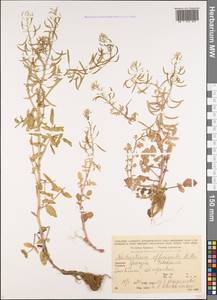Nasturtium officinale W. T. Aiton, Caucasus, Georgia (K4) (Georgia)