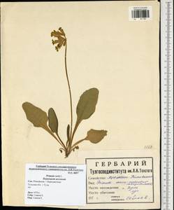 Primula veris, Eastern Europe, Central region (E4) (Russia)