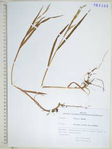 KHA9368, Bromus inermis Leyss., Siberia, Russian Far East (S6) (Russia)