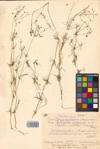 Spergula arvensis L., Siberia, Russian Far East (S6) (Russia)