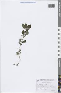 Origanum vulgare L., Eastern Europe, Eastern region (E10) (Russia)