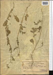 Eruca vesicaria subsp. sativa (Mill.) Thell., Middle Asia, Western Tian Shan & Karatau (M3) (Uzbekistan)