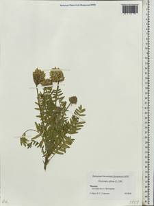 Oxytropis pilosa (L.)DC., Eastern Europe, Moscow region (E4a) (Russia)