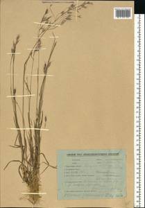 Bromus japonicus Houtt., Eastern Europe, Belarus (E3a) (Belarus)