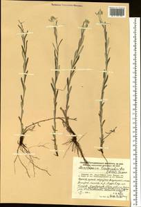 Leontopodium leontopodioides (Willd.) Beauverd, Siberia, Russian Far East (S6) (Russia)