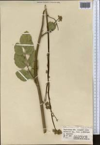 Mediasia macrophylla (Regel & Schmalh.) Pimenov, Middle Asia, Pamir & Pamiro-Alai (M2) (Kyrgyzstan)
