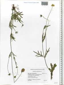 Scabiosa ochroleuca L., Siberia, Altai & Sayany Mountains (S2) (Russia)