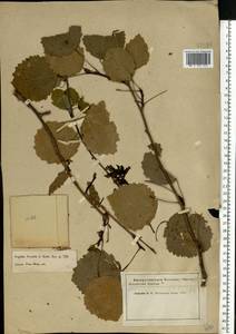 Populus tremula L., Eastern Europe, Moscow region (E4a) (Russia)