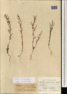 Suaeda sibirica Lomon. & Freitag, Mongolia (MONG) (Mongolia)